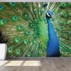 3D Wallpaper Animals Peacock