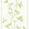 Intuition IN3101 Bamboo Branches wallpaper in lime green swatch
